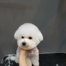 홍은애견미용 이미지