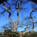 고목나무 이미지