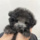 인천강아지분양 판도라독 가정분양 이미지