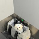 주세요닷컴 | :) 주세요닷컴 강아지 입양 후기