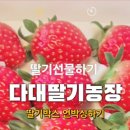 다시농장 | 과일 딸기선물택배 걱정 끝 | 포장부터 다른 다대딸기농장 직배송 후기
