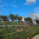 형산강 장미원 | 포항 가볼만한 곳 형산강 장미원 추천