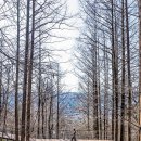 직선을 버리니 봄의 속삭임이 들렸다… 남산에서 마주한 '천천히'의 미학 이미지