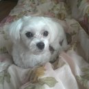 서사라동물병원 이미지