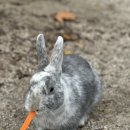 우도 선착장2 (동네슈퍼 앞) | 히로시마 백패킹｜오쿠노시마 캠핑 후기｜토끼섬에서 보낸 하루 기록