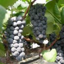 광용농장 이미지