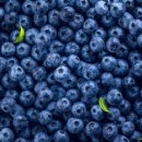 블루베리짐 이미지