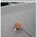 금비켄넬 이미지