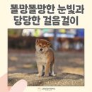 루이몽 앤 폼스몽 | 인천 시바이누분양 이 댕댕이 매력에 빠져보세요