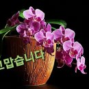 화요일 Daum카페