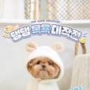 댕댕사우나 이미지