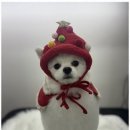 뽀그리독 이미지