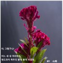 鷄冠花 계관화 / 유 윤숙 이미지