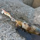 부산오징어 이미지