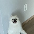 개이쁘개 이미지