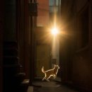 고양이날다 이미지