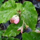 타이니젬 이미지