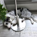 벳파이 | 강아지 설사와 혈변 점액변 원인과 대처법 세균성 장염 병원비용