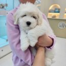 도그송 강아지분양 인천 송도점 이미지