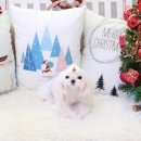 말티즈하우스 이미지