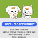 와이펫 이미지