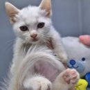 오즈캣 DMC점 이미지