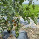 논일농장 | 초보 식집사의 LG 틔운 미니 언박싱 후기