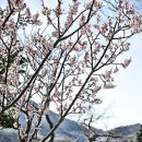 남해블라썸 이미지