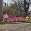 개화 | 부천 진달래동산 축제 주차 개화 후기