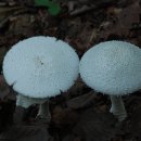 흰가시광대버섯 이미지