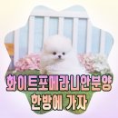 입포농장 | 화이트포메라니안분양 한방에 가자