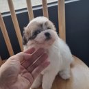 스타일독 | 13년 전통 아이러브독 인천점: 건강한 반려견 분양과 특별한 사후관리!