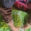 손가네 농장 이미지