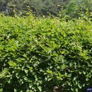 김삿갓면-16 이미지