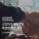 미드미동물의료센터 이미지