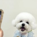 낭만그루밍 이미지