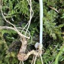 지리산야생삼 이미지