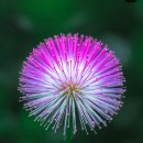 보나오라 이미지