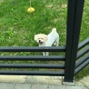 고성 애견동반펜션 풀펫 이미지