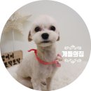 개들의 집 이미지