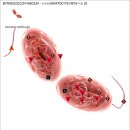 엔테로코커스 패시움 (Enterococcus faecium) 이미지