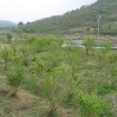 매실농장 이미지