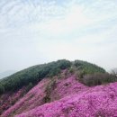 북면159 | 부산 근교 꽃놀이, 창원 천주산 진달래 만개한 4월 포토스팟 가득!