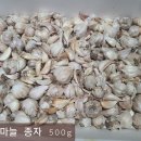 뒤안마늘 종자500g(마감) 이미지