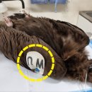 전라남도야생동물구조관리센터 이미지