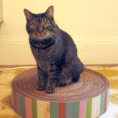 멋진 고양이 이미지