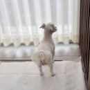 그루밍 모먼트 이미지