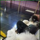 두두펫케어 이미지