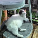 뱃살야옹 이미지