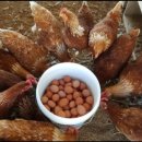 정란농장 이미지